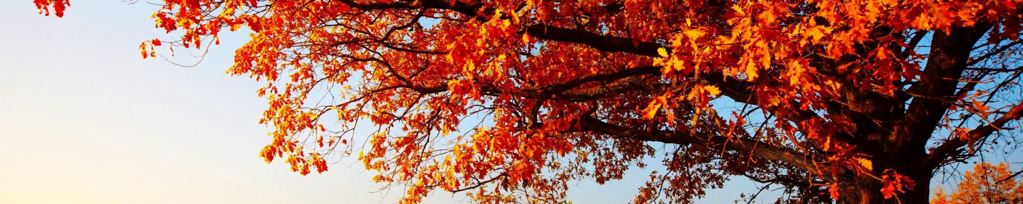 autumn